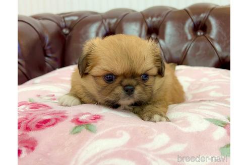 成約済の香川県のミックス犬-155993の1枚目