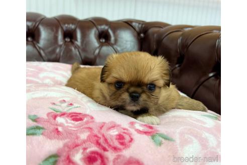 成約済の香川県のミックス犬-155993の2枚目