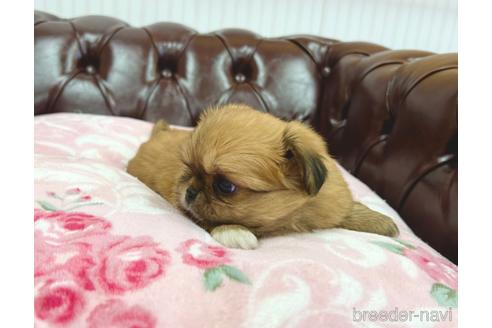 成約済の香川県のミックス犬-155993の3枚目