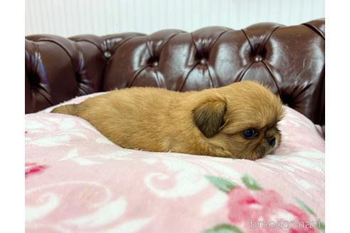 成約済の香川県のミックス犬-155993の4枚目