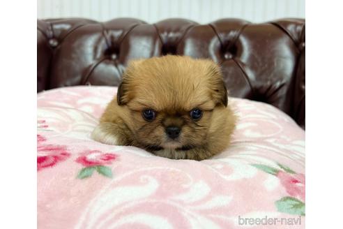 成約済の香川県のミックス犬-155993の5枚目