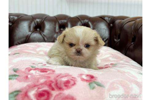 成約済の香川県のミックス犬-155995の1枚目