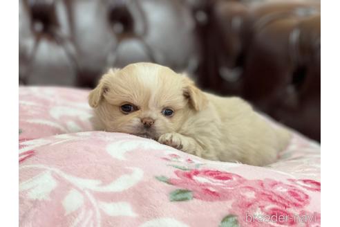 成約済の香川県のミックス犬-155995の2枚目