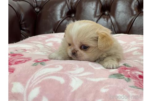 成約済の香川県のミックス犬-155995の4枚目