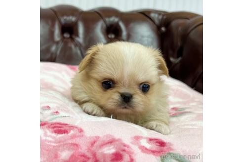 成約済の香川県のミックス犬-155994の1枚目