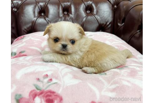 成約済の香川県のミックス犬-155994の3枚目
