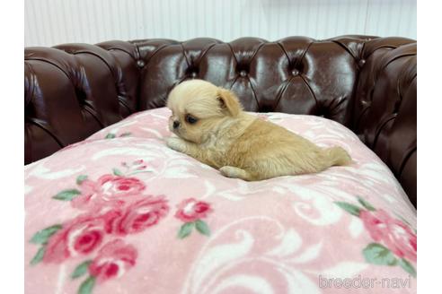 成約済の香川県のミックス犬-155994の4枚目