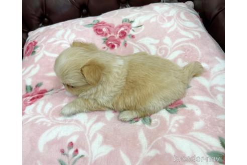 成約済の香川県のミックス犬-155994の2枚目