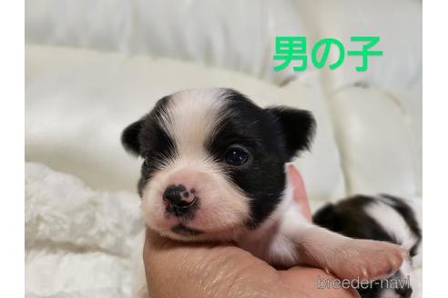 成約済の長崎県のチワワ(ロングコート)-157488