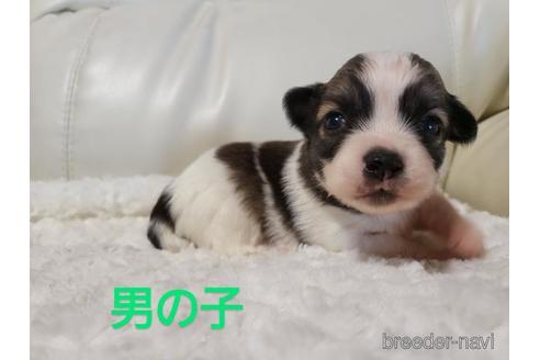 成約済の長崎県のチワワ(ロングコート)-157491の1枚目
