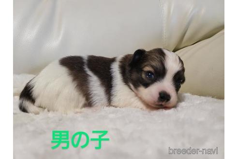 成約済の長崎県のチワワ(ロングコート)-157491の3枚目