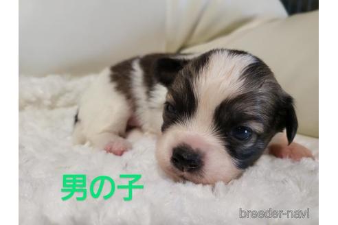 成約済の長崎県のチワワ(ロングコート)-157491の2枚目