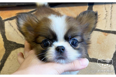 成約済の愛知県のミックス犬-157044の1枚目