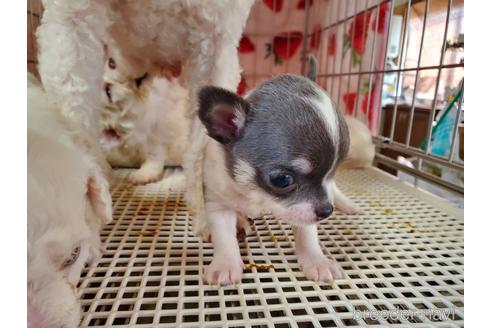 成約済の愛知県のチワワ(スムースコート)-157543の7枚目