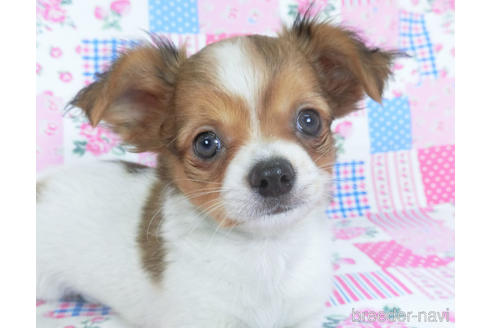 成約済の千葉県のチワワ(ロングコート)-151512