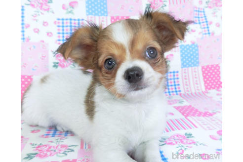 成約済の千葉県のチワワ(ロングコート)-151512の4枚目