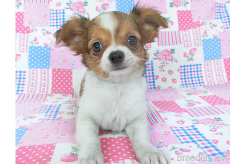 成約済の千葉県のチワワ(ロングコート)-151512の3枚目