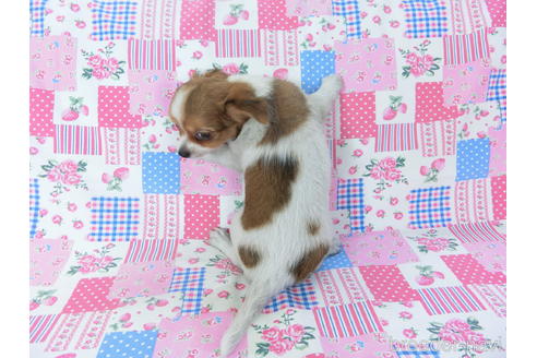 成約済の千葉県のチワワ(ロングコート)-151512の2枚目