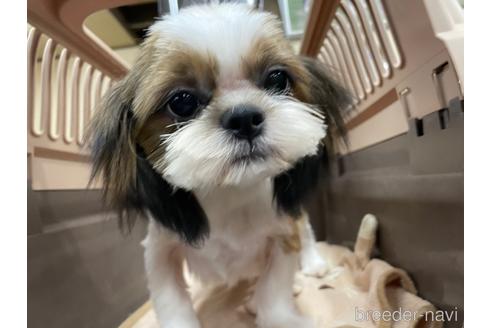 成約済の愛媛県のシーズー-157572の1枚目