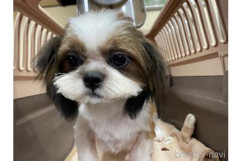 成約済の愛媛県のシーズー-157572の3枚目