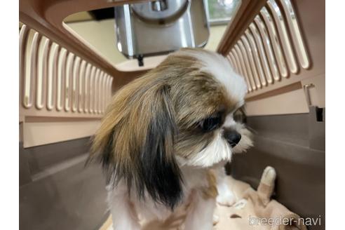 成約済の愛媛県のシーズー-157572の4枚目