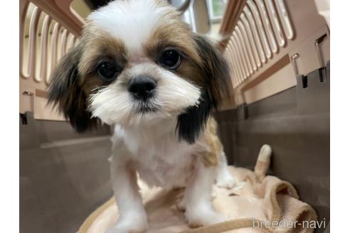 成約済の愛媛県のシーズー-157572の2枚目