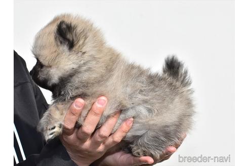 成約済の愛知県のポメラニアン-155192の4枚目