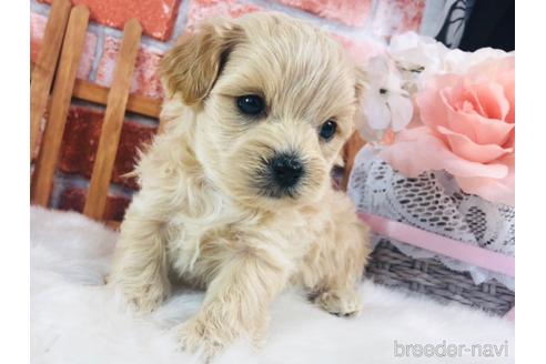成約済の神奈川県のマルプー:マルチーズ×トイプードル-157579の1枚目