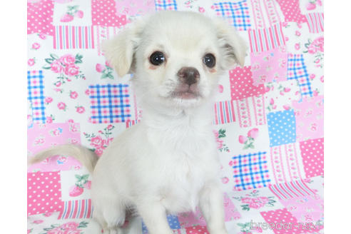 成約済の千葉県のチワワ(ロングコート)-154098の4枚目