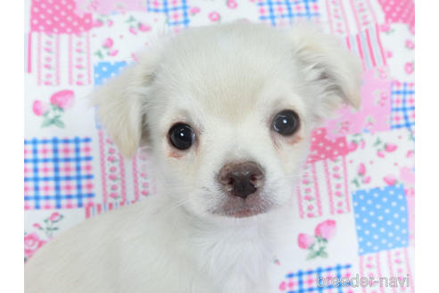 成約済の千葉県のチワワ(ロングコート)-154098の3枚目