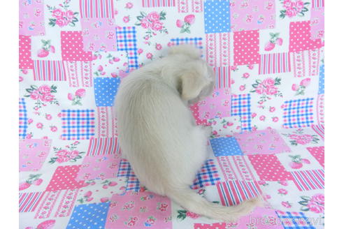 成約済の千葉県のチワワ(ロングコート)-154098の2枚目