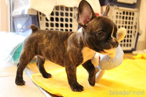 成約済の愛知県のフレンチブルドッグ-150376の7枚目
