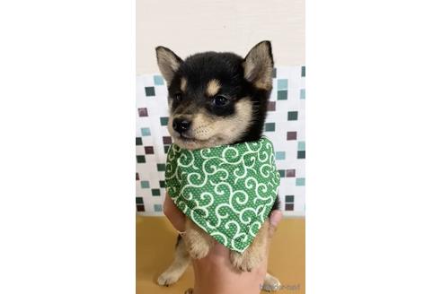 成約済の茨城県の豆柴-157663の3枚目