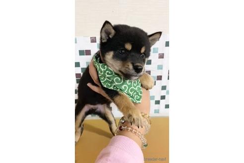 成約済の茨城県の豆柴-157665の3枚目