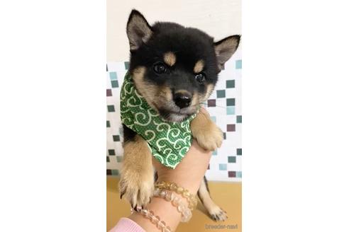 成約済の茨城県の豆柴-157665の2枚目
