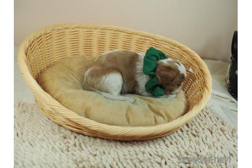 成約済の埼玉県のキャバリアキングチャールズスパニエル-157667の5枚目