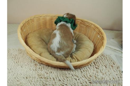成約済の埼玉県のキャバリアキングチャールズスパニエル-157667の3枚目