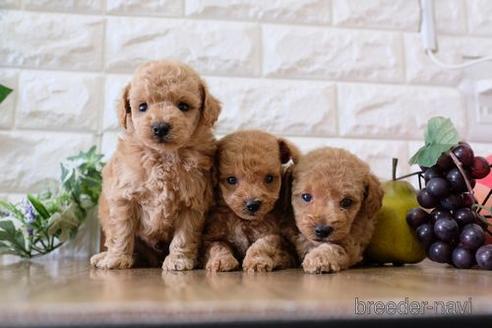 成約済の滋賀県のトイプードル-157679の5枚目