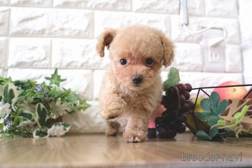 成約済の滋賀県のトイプードル-155919