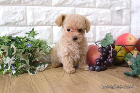 成約済の滋賀県のトイプードル-155919の5枚目