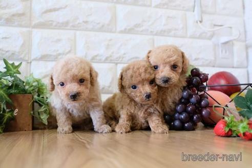 成約済の滋賀県のトイプードル-155919の4枚目