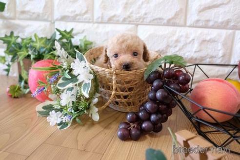 成約済の滋賀県のトイプードル-155919の3枚目