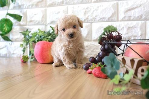 成約済の滋賀県のトイプードル-155919の2枚目