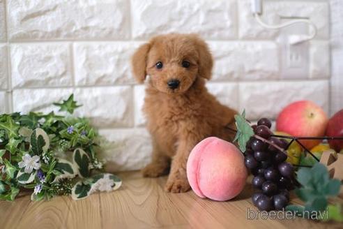 成約済の滋賀県のトイプードル-155924の1枚目