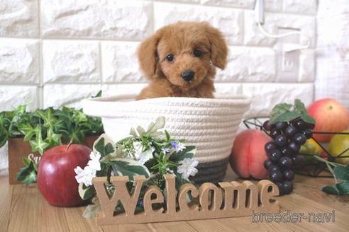 成約済の滋賀県のトイプードル-155924の5枚目