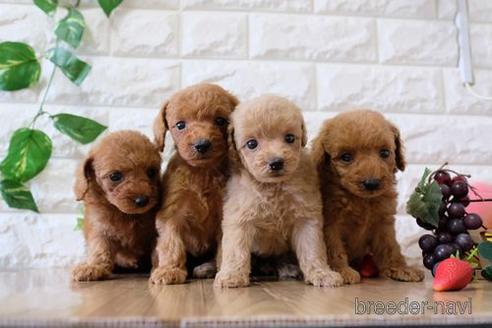 成約済の滋賀県のトイプードル-155924の4枚目