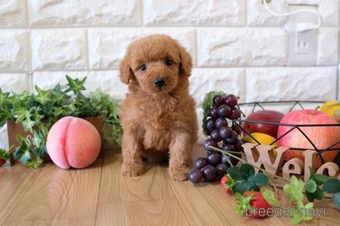 成約済の滋賀県のトイプードル-155924の3枚目