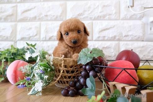 成約済の滋賀県のトイプードル-155924の2枚目
