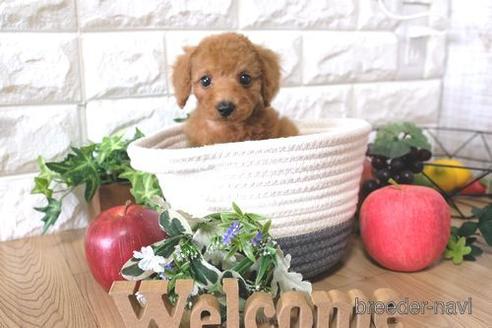 成約済の滋賀県のトイプードル-155925