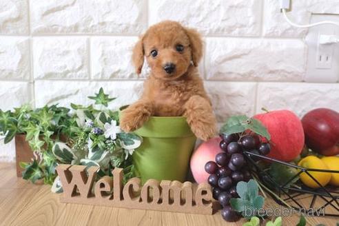 成約済の滋賀県のトイプードル-155925の5枚目